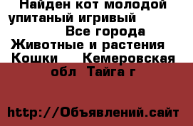 Найден кот,молодой упитаный игривый 12.03.2017 - Все города Животные и растения » Кошки   . Кемеровская обл.,Тайга г.